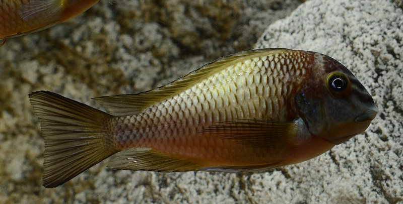 Tropheus sp. 'limespot' Kapampa